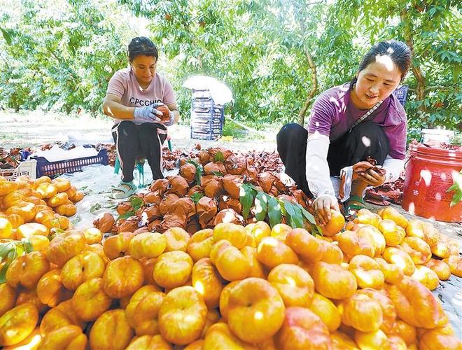 “桃经济”铺就“甜蜜”致富路