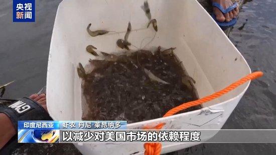 美关税大棒下印尼虾业受重创：出口总量恐暴跌30%