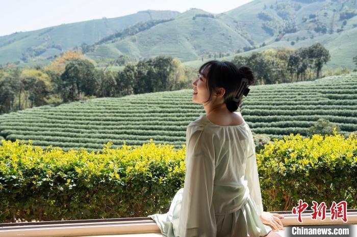 浙江湖州：茶园采茶、赏茶两热