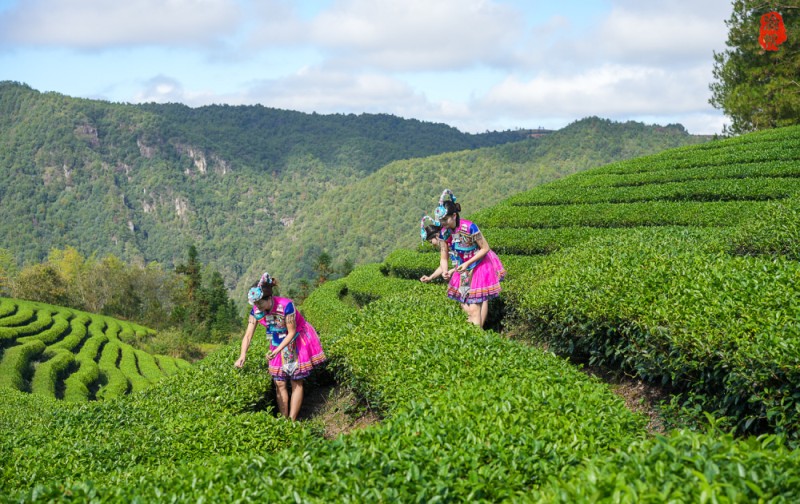 温州泰顺：采茶舞曲诞生地，好山好水出好茶
